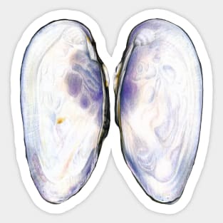 Thick Shelled River Mussel (Unio crassus) Sticker